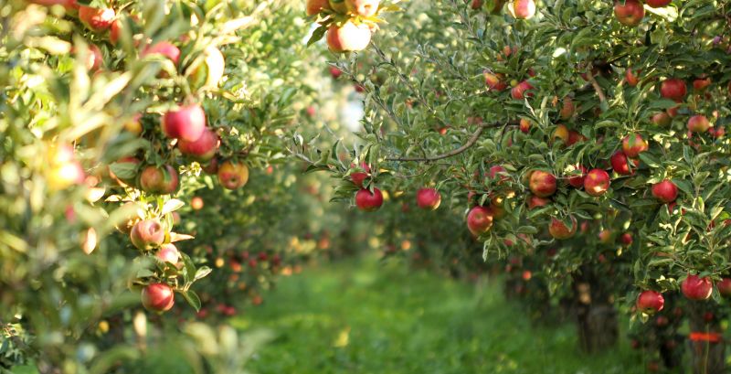 Apple Tree Planting