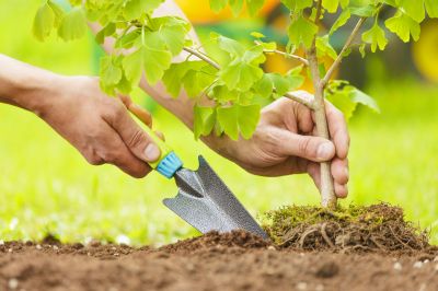 Apple Tree Planting