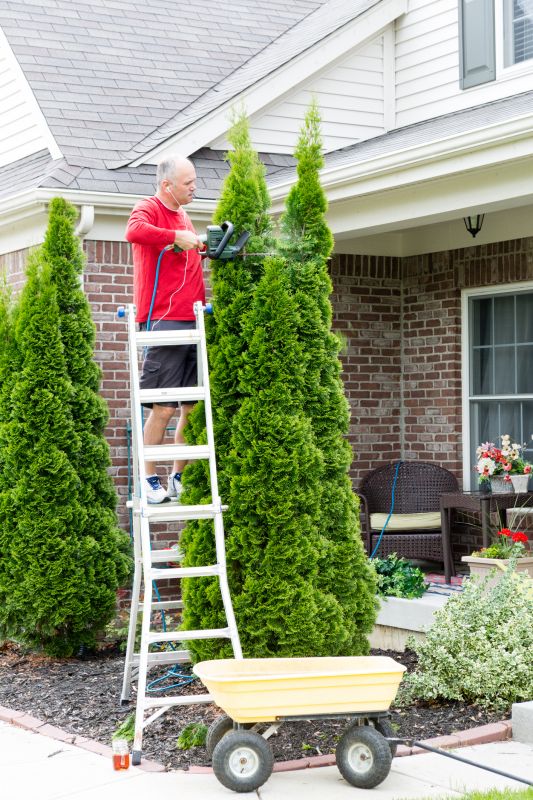 Arborvitae Planting