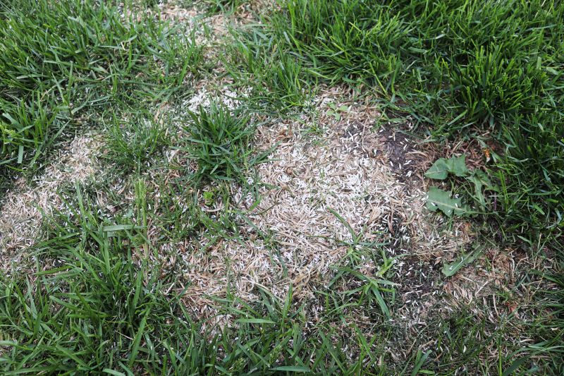 Bare Spot Repair