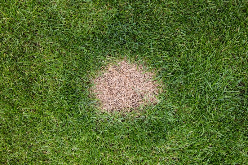 Bare Spot Repair
