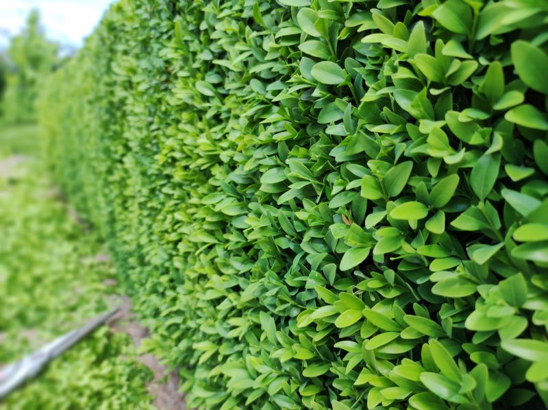 Boxwood Planting