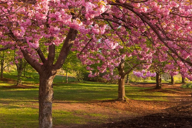 Cherry Tree Planting