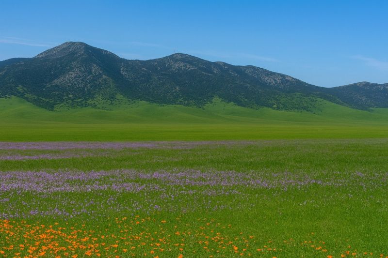Flower Landscaping