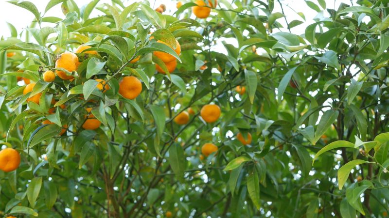 Fruit Tree Planting