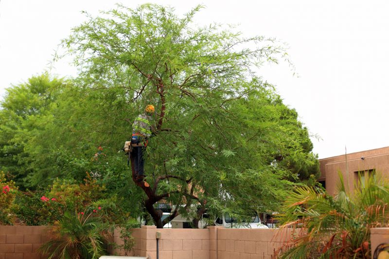 Tree Cabling Service detail