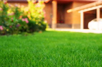Yard Landscaping Service detail