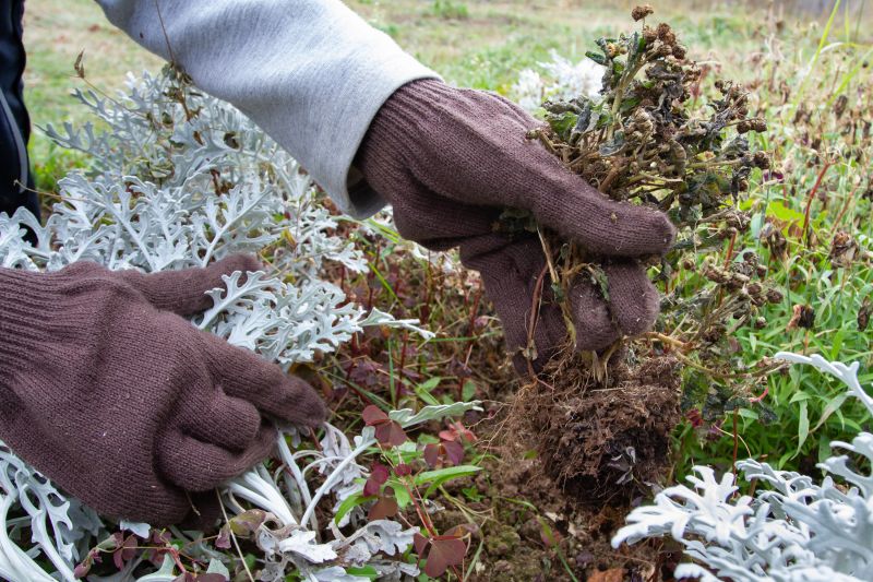 Ground Cover Planting