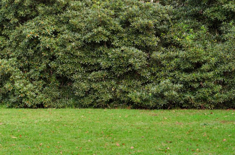 Hedge Replacement