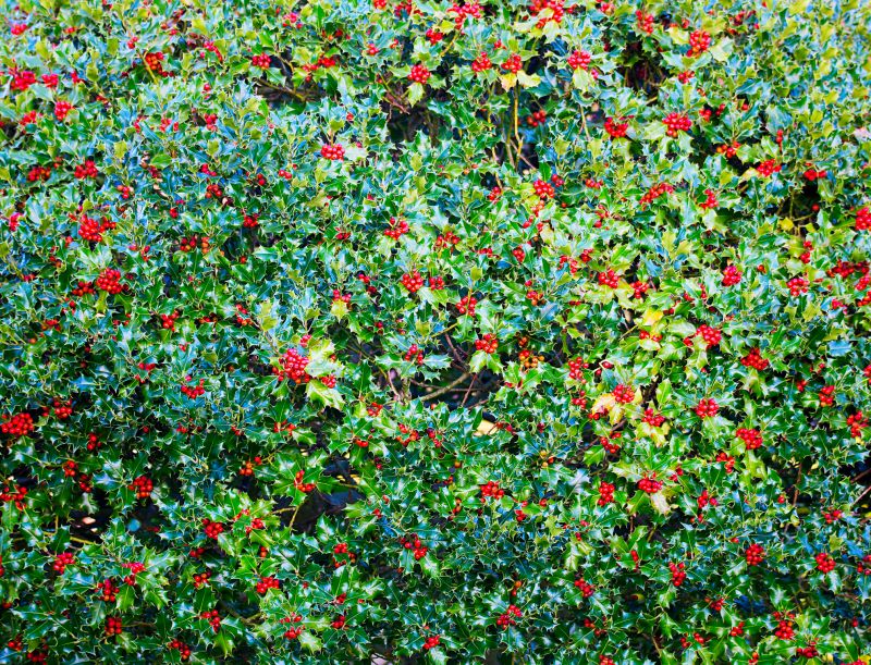 Hibiscus Planting