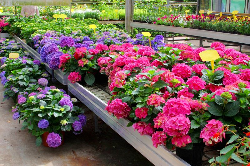 Hydrangea Planting