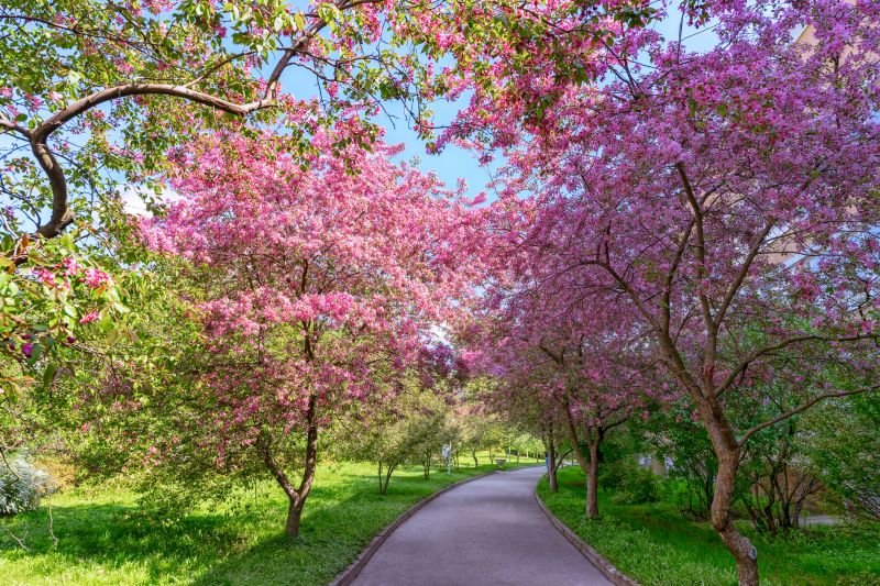 Japanese Cherry Tree Planting