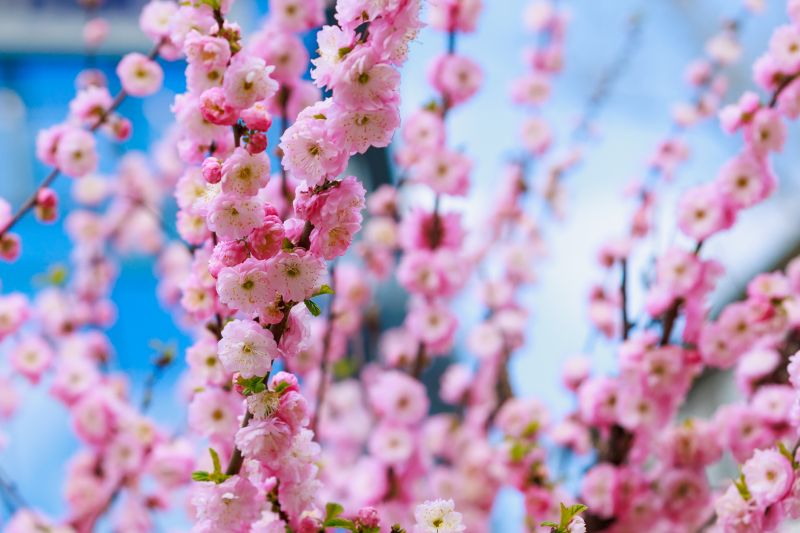 Japanese Cherry Tree Planting