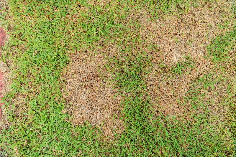 Lawn Patching