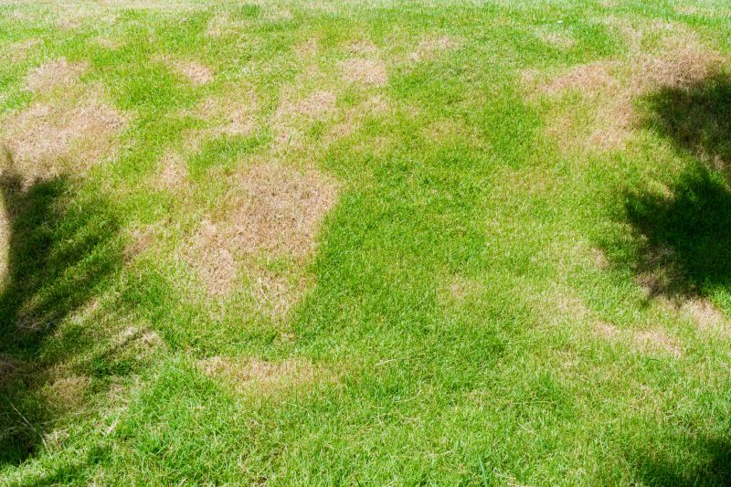 Lawn Patching