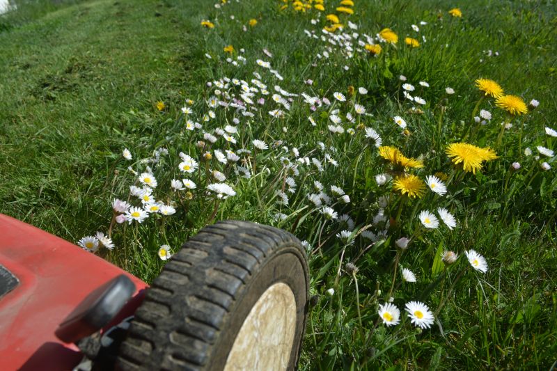 Lawn Weeding