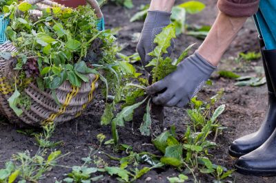 Lawn Weeding