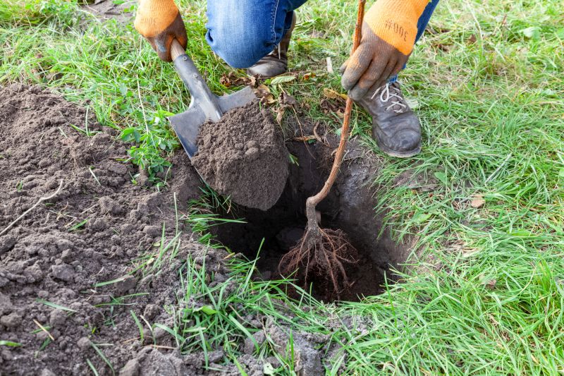 Maple Tree Planting