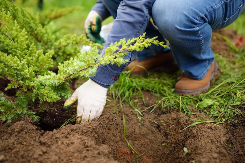 Pear Tree Planting