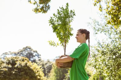 Pear Tree Planting