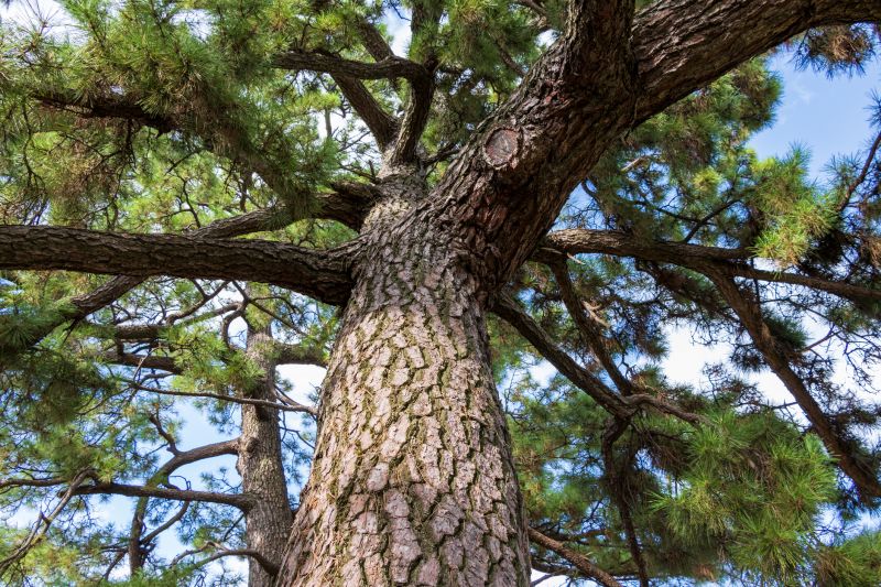 Pine Bark Spreading