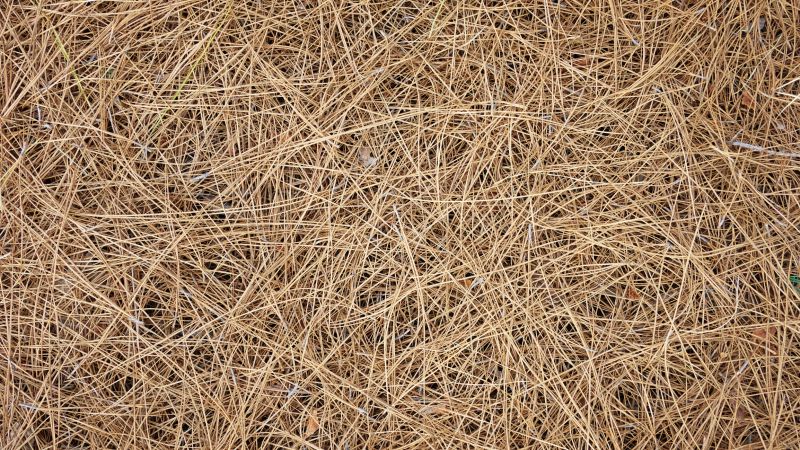 Pine Needles Installation
