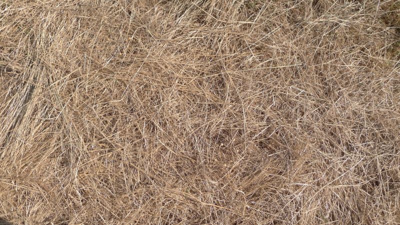 Pine Straw Spreading