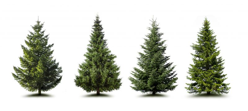Pine Tree Planting