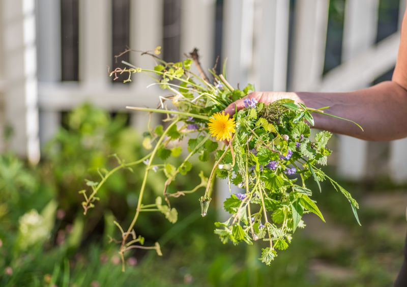 Plant Bed Weeding