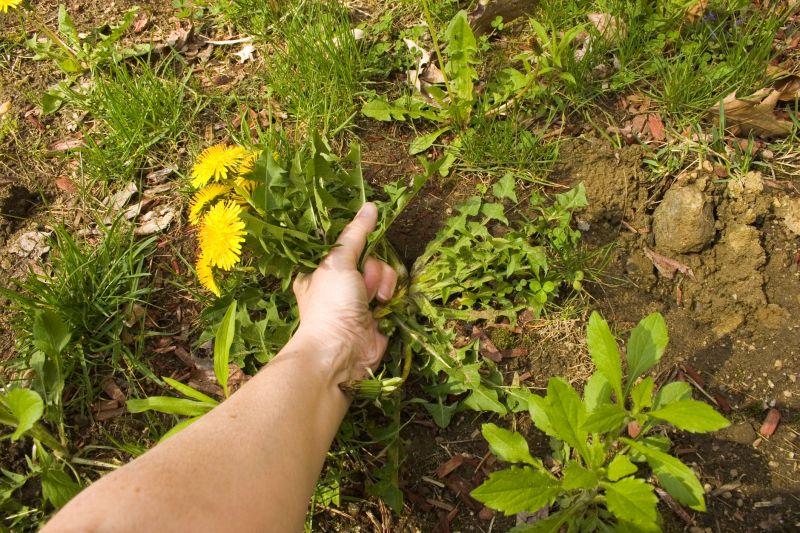 Plant Bed Weeding