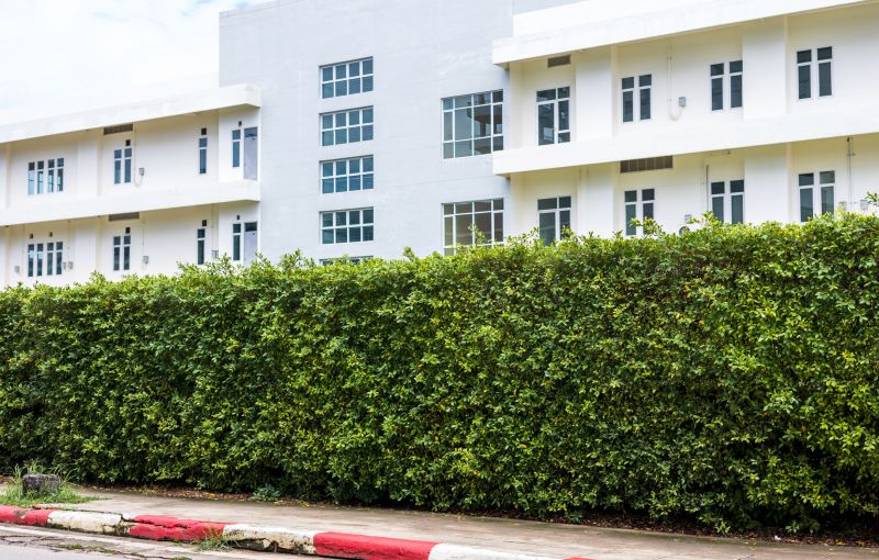 Privacy Hedge Installation