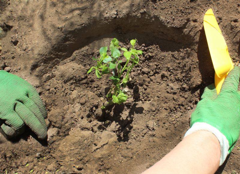 Rose Bush Planting