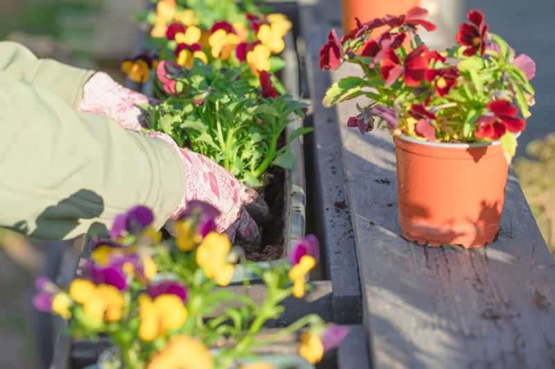 Rose Planting