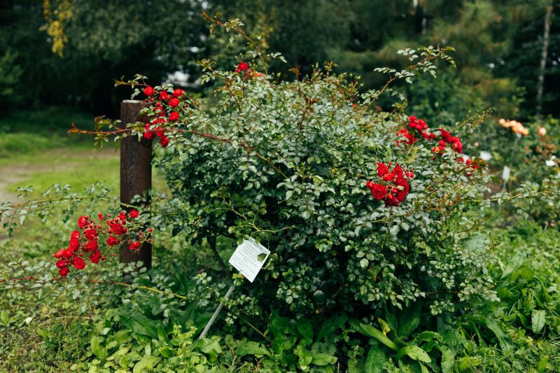 Rose Planting