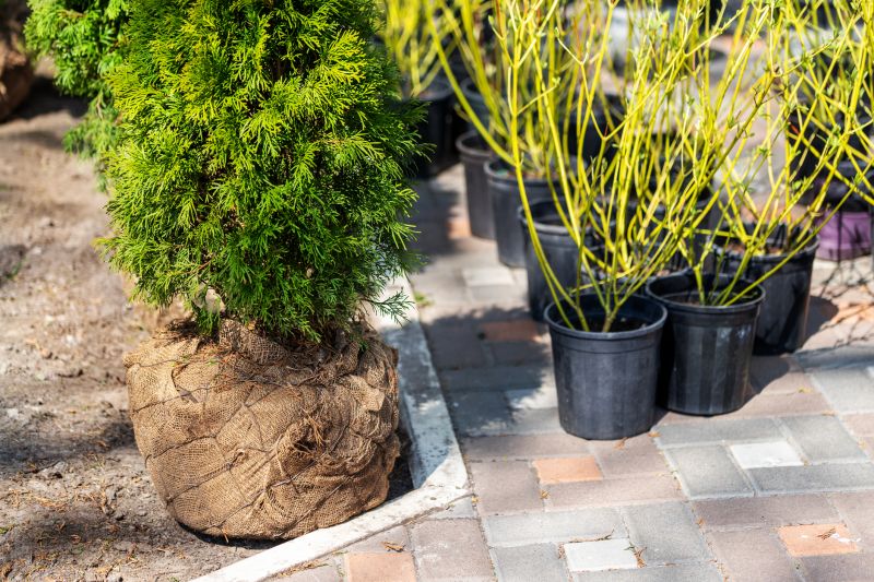 Shrub Installation