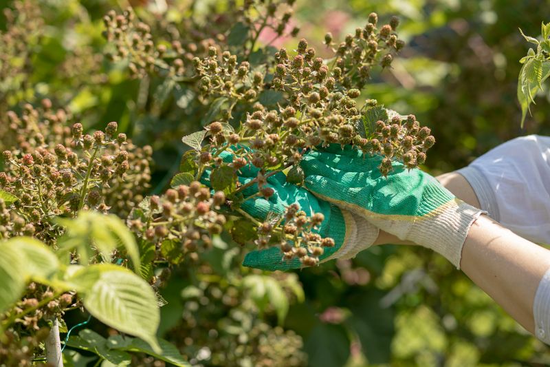 Shrubbery Planting