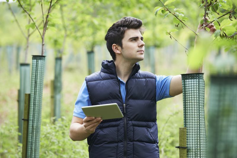 Tree Arborist Service