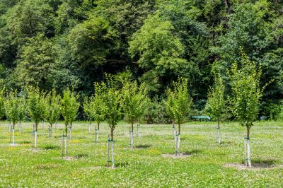 Tree Landscaping
