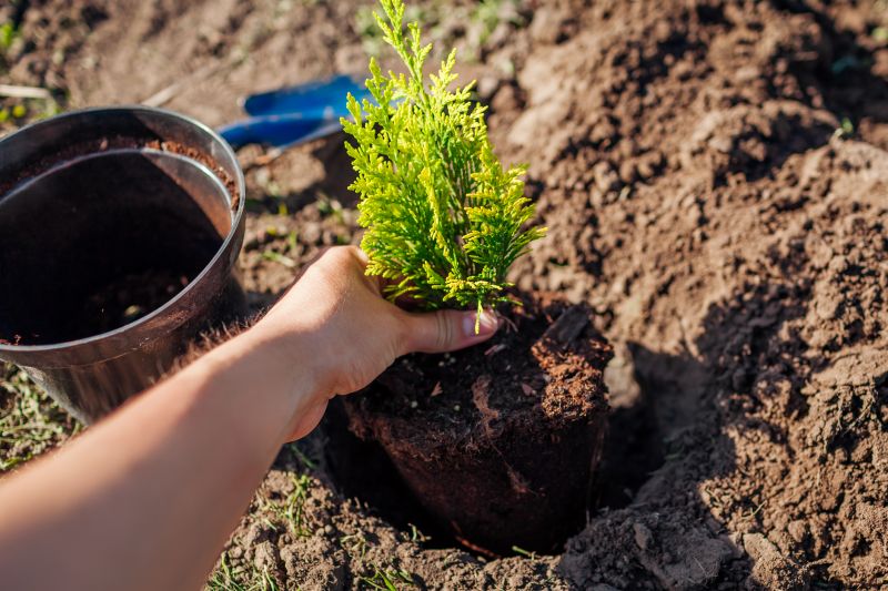 Tree Landscaping