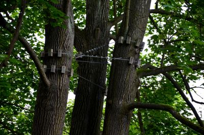 Tree Staking Service