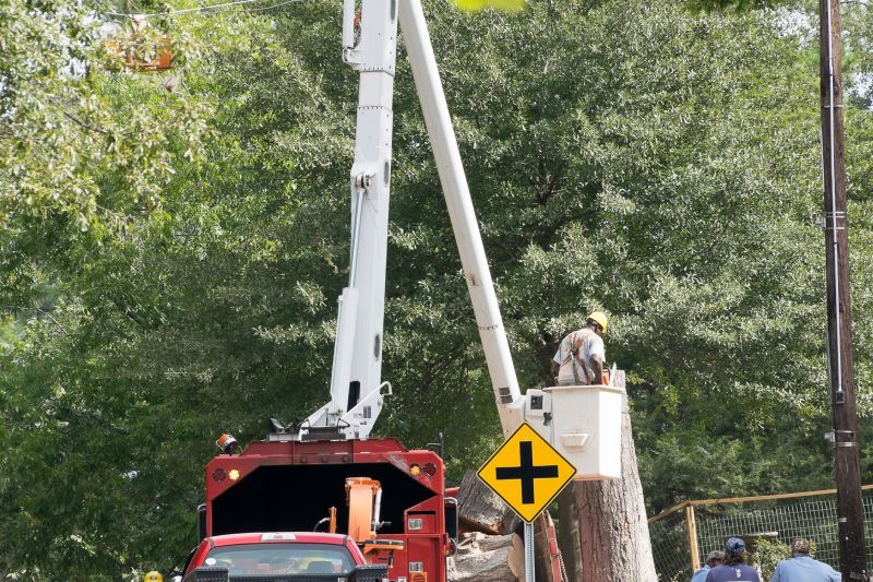 Tree Straightening Service