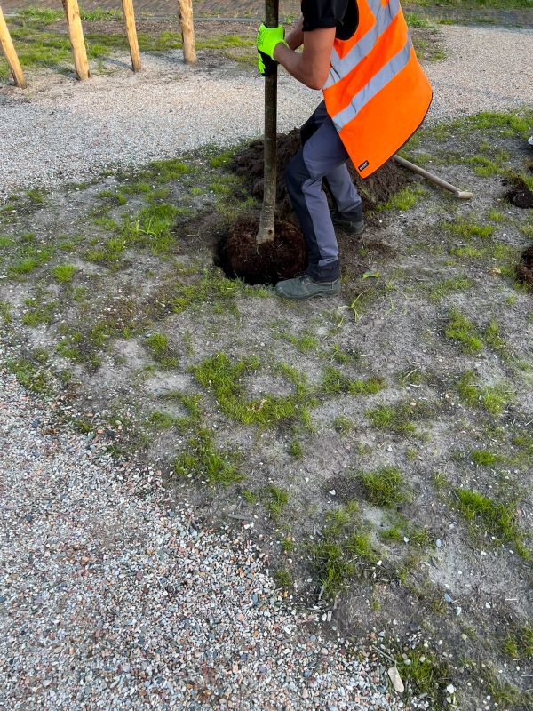 Trees Planting