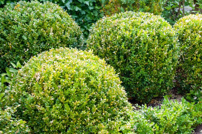 Xeriscape Landscaping