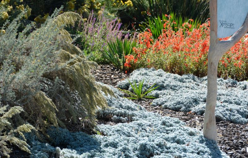 Xeriscaping Service