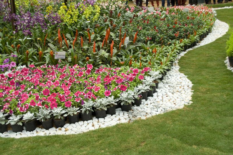 Zinnia Planting
