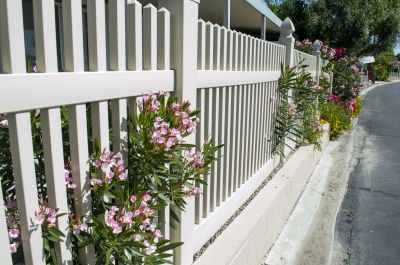 Zinnia Planting