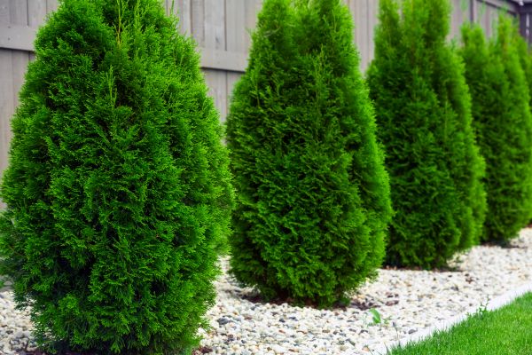 Arborvitae Planting in Des Moines