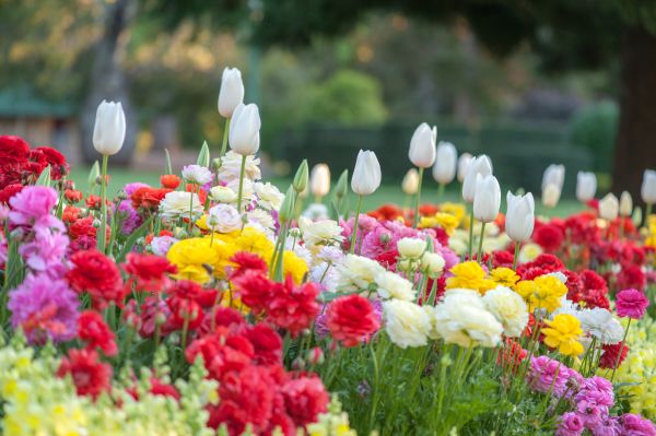 Gardening Service in Des Moines