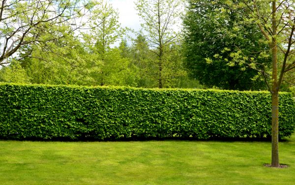 Hedge Planting in Des Moines