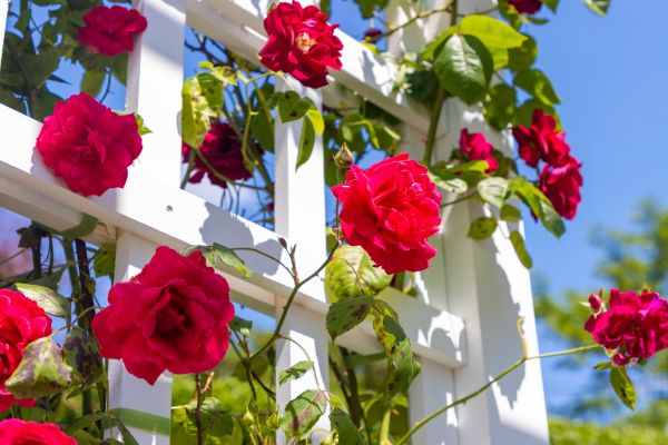 Home Gardening Service in Des Moines